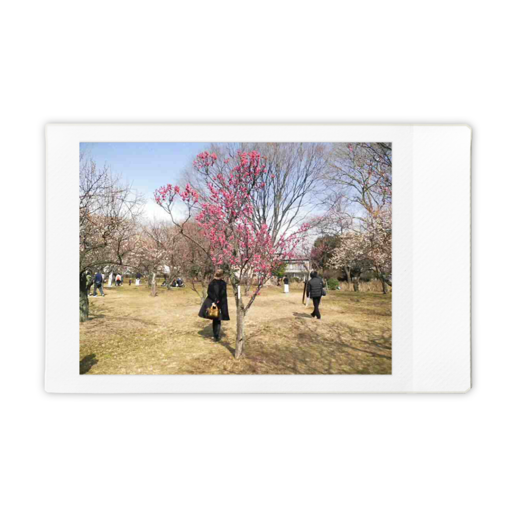 【写真と動画の旅日記】第37回「大宮第二公園梅まつり」