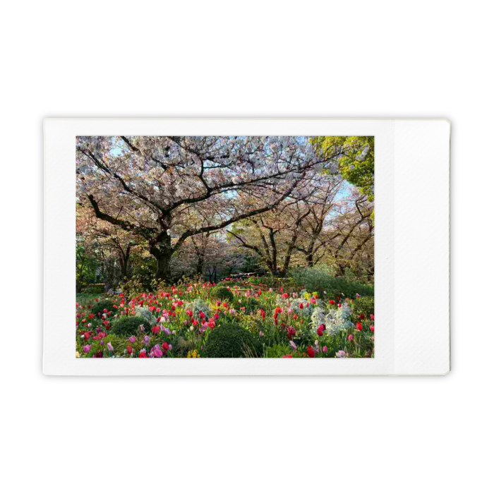 浮間公園の桜とチューリップの絶景！