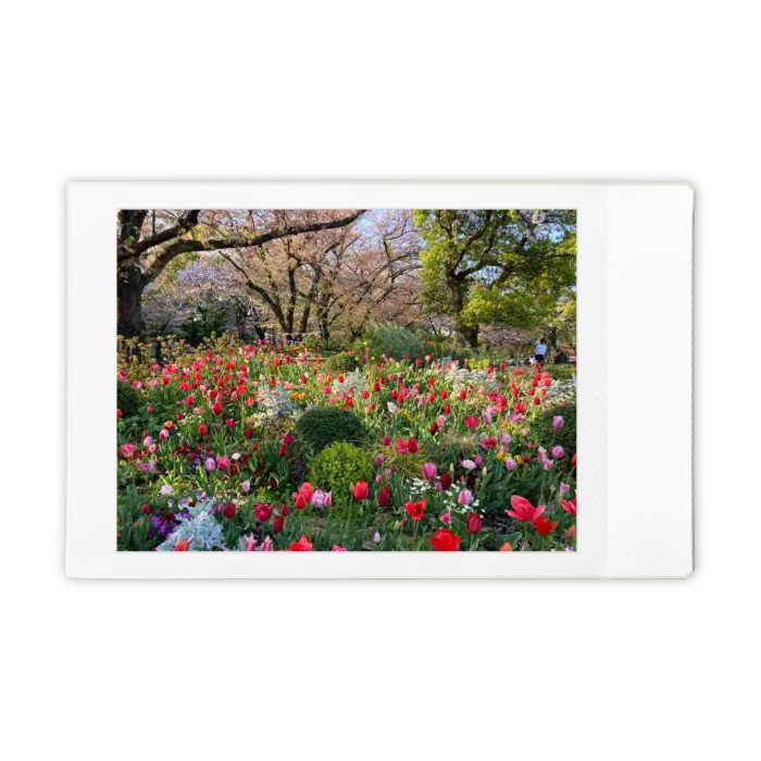 浮間公園の桜とチューリップの絶景！